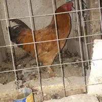 خروس|حیوانات مزرعه|کرمانشاه, |دیوار