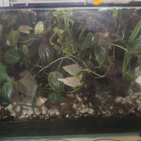 وسایل خانه دکور