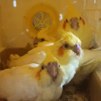 جوجه عروس هلندی|پرنده|کرمان, |دیوار