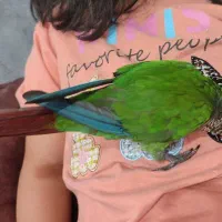 طوطی گرینچیک|پرنده|قائم‌شهر, |دیوار