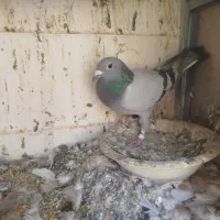 کبوتررنگی|پرنده|رونیز, |دیوار