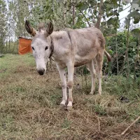 الاغ ماده|حیوانات مزرعه|رحیمآباد, |دیوار