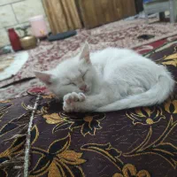 اهواز ملاشیه