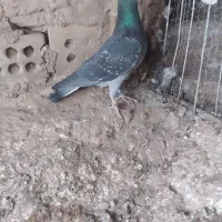 جفت نر زرهی