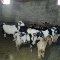 گوسفندمیش شیشک و بز نمونه|حیوانات مزرعه|خلخال, |دیوار