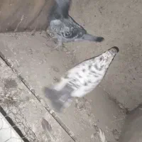 کفتر با جوجه