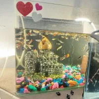 ماهی گوپی نژادهای وارداتی