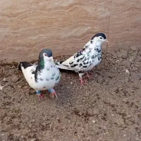 کبوتر چپ افشون وسینه سرخ جفتگاه|پرنده|مشهد, امیرآباد|دیوار