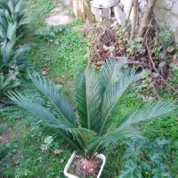 فروش گل سیکاس