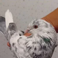 کبوتر پرشی|پرنده|کهریزک, |دیوار