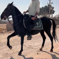 مادیان کرد خالص