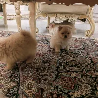 پامر خرسی اصیل|سگ|کرمانشاه, |دیوار