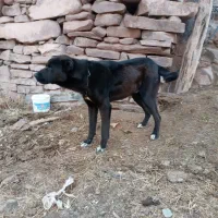 سگ نگهبان|سگ|چناران, |دیوار