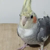 عروس هلندی نر|پرنده|تهران, مسعودیه|دیوار