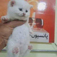 گربه های برتیش و اسکاتیش|گربه|اهواز, کوی نیرو|دیوار