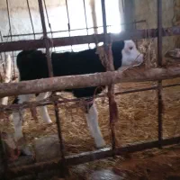 گوساله و گاو شیری|حیوانات مزرعه|آشخانه, |دیوار