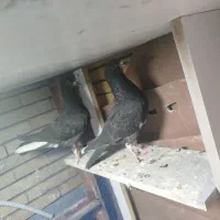 جوجه دم سفید|پرنده|زرند, |دیوار