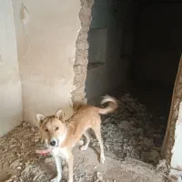 سگ نر،|سگ|سنندج, |دیوار