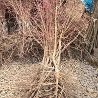 بادام پرفروشترین نهال سال|خدمات باغبانی و درختکاری|ناغان, |دیوار