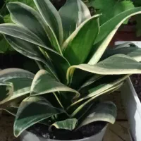 انواع گلهای طبیعی