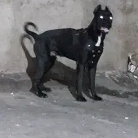کنکوروسو