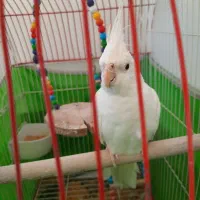 دو عدد طوطی عروس نر بالغ|پرنده|تاکستان, |دیوار