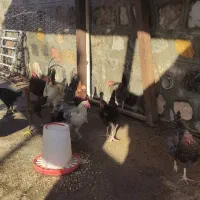 فروش تعدادی مرغ و خروس محلی