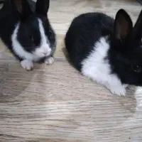 خرگوش فروشی