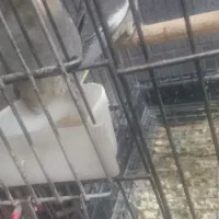 عروس هلندی|پرنده|پاکدشت, حصار امیر|دیوار