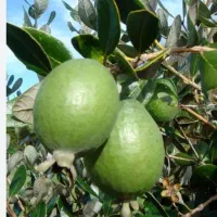 نهال میوه گواوا آناناسی یا زردگلابی