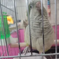 طوطی راهب سبز دستی و سخنگو