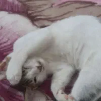 واگذاری گربه بصورت رایگان|گربه|داراب, |دیوار