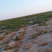 اجاره زمین کشاورزی آبی