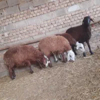 بره نر مهربان داشتی