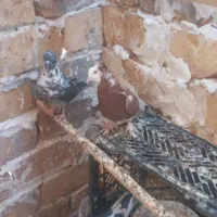 جوجه کفتر|پرنده|آران و بیدگل, |دیوار