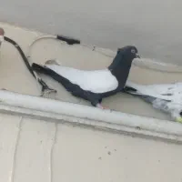 کفتر کله‌ای سینه‌ای سینه‌سیاه طوقی