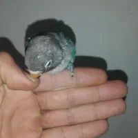 طوطی برزیلی|پرنده|گلپایگان, |دیوار