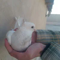 کبوترسینه فری نر|پرنده|کهریزک, |دیوار