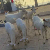 بزسانن خالص دورگ|حیوانات مزرعه|درمیان, |دیوار