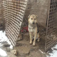 قفس|لوازم جانبی حیوانات|بیرجند, |دیوار