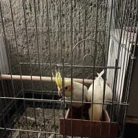 عروس هلندی|پرنده|رفسنجان, |دیوار