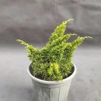 دم روباهی طلایی، گیاه خاص و مقاوم با ۵۰٪ تخفیف