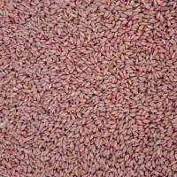 گندم بذر آذر ۲|گل و گیاه طبیعی|کوزران, |دیوار