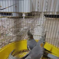 عروس هلندی