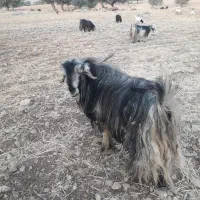 فروش دوبر بهده|حیوانات مزرعه|ایذه, |دیوار