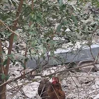 مرغ و خروس پاکوتاه|حیوانات مزرعه|رامیان, |دیوار