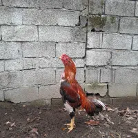 ۴۰۰۰۰۰۰تومن