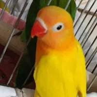 دو کوتوله زیبا بفروش میرسد|پرنده|زرند, |دیوار