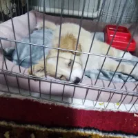 سگ پاکوتاه  پامر اشپیتز اصیل خانگی و تربیت شده|سگ|تبریز, |دیوار