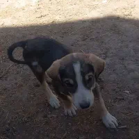 واگزاریطولهسگ|سگ|خواجه, |دیوار